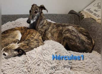 Hércules1 geb. 12/2021 (in Deutschland) - zärtlicher, ruhiger und sensibler Galgo!