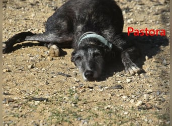 Pastora geb. 06/2021 (ESP) - liebevolle und verschmuste, rauhaarige Traum-Galga!