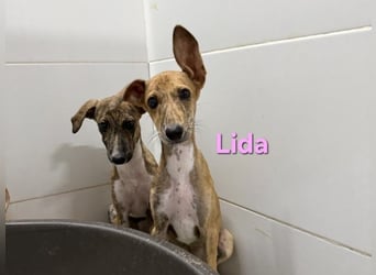 Lida geb. 06/2026 (ESP) - offenes, fröhliches Galgomädchen. Unser Sonnenschein!