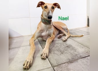 Nael geb. 11/2023 (ESP) - edler, sensibler und wunderschöner Galgo!