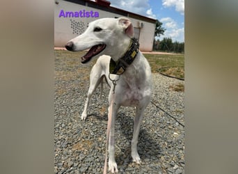 Amatista geb. 02/2019 (ESP) - wunderschöne Traumgalga möchte neu beginnen!