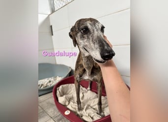Guadalupe geb. 01/2015 (ESP) - soziale, liebevolle Galga will endlich Liebe kennenlernen!