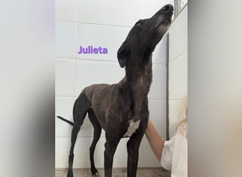 Julieta geb. 05/2024 (ESP) - fröhliche, wunderschöne Galga. Ein echter Sonnenschein!