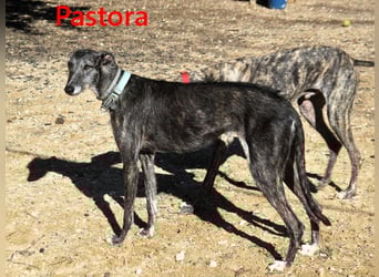 Pastora geb. 06/2021 (ESP) - liebevolle und verschmuste, rauhaarige Traum-Galga!