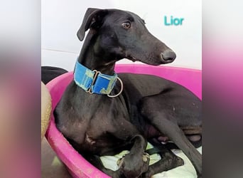 Lior geb. 11/2023 (ESP) - zärtlicher und unterwürfiger Galgo!
