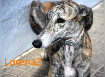 Lorena2 geb. 08/2023 (ESP) - total liebe und verschmuste Galga sucht ihr Glück!