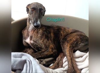 Chaplin1 geb. 01/2023 (ESP) - ruhiger und anhänglicher, sanfter Galgo!