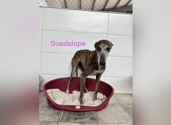 Guadalupe geb. 01/2015 (ESP) - soziale, liebevolle Galga will endlich Liebe kennenlernen!
