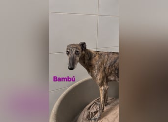 Bambú geb. 08/2019 (ESP) - diese sanfte Galga sucht erfahrene Menschen!