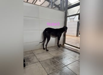 Nube3 geb. 03/2024 (ESP) - dringend Pflegestelle oder Zuhause für liebevolle Galga gesucht!