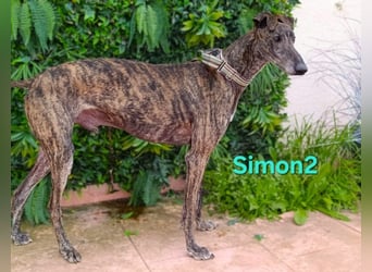 Simon2 geb. 09/2019 (ESP) - unkomplizierter Galgo verdient endlich sein Glück!