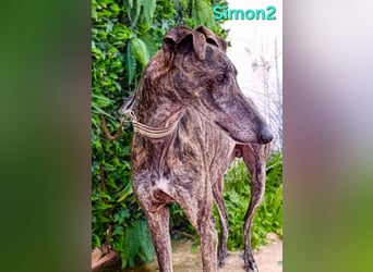 Simon2 geb. 09/2019 (ESP) - unkomplizierter Galgo verdient endlich sein Glück!