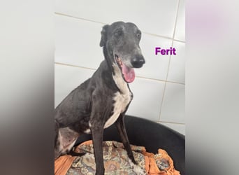Ferit geb. 01/2017 (ESP) - liebevolle Galga hat endlich ihr Glück verdient!!