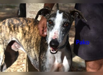 Pako geb. 07/2022 (ESP) - unheimlich lieber, fröhlicher Galgo!