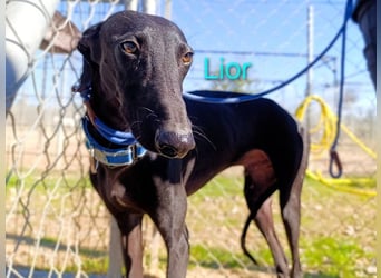 Lior geb. 11/2023 (ESP) - zärtlicher und unterwürfiger Galgo!