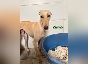 Zaimo geb. 10/2023 (ESP) - schüchterner, wunderschöner Galgo sucht erfahrene Menschen!