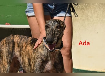 Ada geb. 07/2024 (ESP) - menschenbezogene, sanfte Galga!