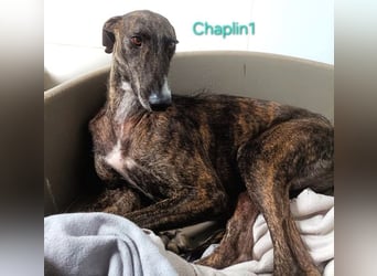 Chaplin1 geb. 01/2023 (ESP) - ruhiger und anhänglicher, sanfter Galgo!