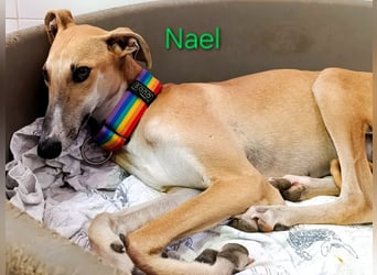 Nael geb. 11/2023 (ESP) - edler, sensibler und wunderschöner Galgo!