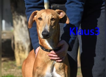 Klaus3 geb. 05/2025 (ESP) - sehr freundlicher, aufgeschlossener und menschenbezogener junger Galgo!