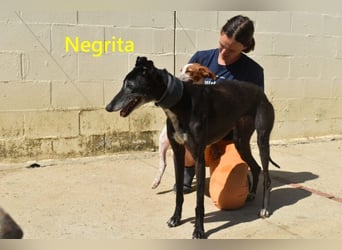 Negrita geb. 09/2022 (ESP) - edle und menschenbezogene Galga, eine treue Seele!