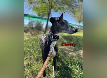 Cherry geb. 10/2021 (ESP) - wunderschöne, soziale Galga sucht ihre Menschen!