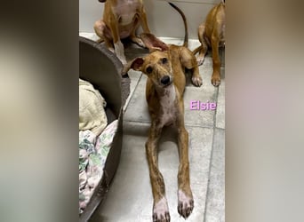 Elsie geb. 06/2026 (ESP) - verspielte Galgowelpin will die Welt entdecken!