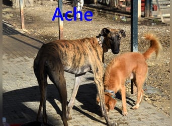 Ache geb. 03/2025 (ESP) - menschenbezogener und verspielter, junger Galgo!
