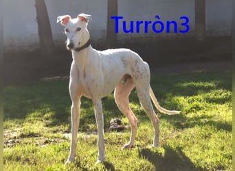 Turròn3 geb. 06/2022 (ESP) - außergewöhnlich schöner und liebevoller Galgo!