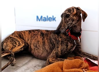 Malek geb. 03/2024 (ESP) - sozialer, ruhiger und zurückhaltender Galgo!