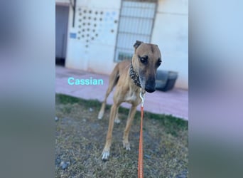 Cassian geb. 07/2023 (ESP) - freundlicher und sozialer Galgo sucht liebevolles Zuhause!