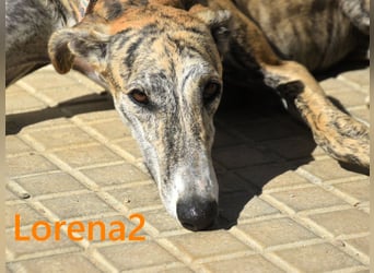 Lorena2 geb. 08/2023 (ESP) - total liebe und verschmuste Galga sucht ihr Glück!