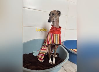 Lucita geb. 03/2022 (ESP) - sanfte und ruhige Galga sucht ihr Körbchen!