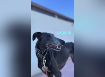 Logan2 geb. 01/2024 (ESP) - ausgeglichener und sozialer Galgo in seltener Farbe!