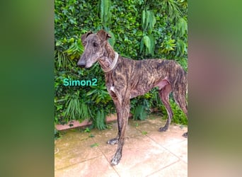 Simon2 geb. 09/2019 (ESP) - unkomplizierter Galgo verdient endlich sein Glück!