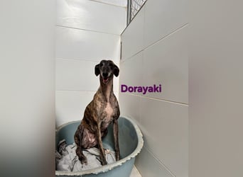 Dorayaki geb. 02/2021 (ESP) - sanfte Galga will Vertrauen neu lernen!