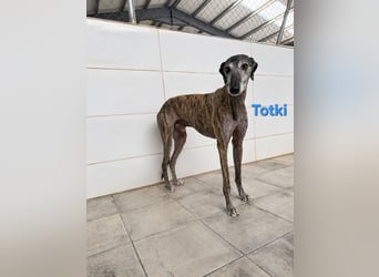Totki geb. 06/2023 (ESP) - sanfter, feinfühliger Galgo der Herzen leise berührt!