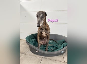 Pepa2 geb. 01/2015 (ESP) - sanfte, soziale Galga verdient endlich ein schönes Leben!