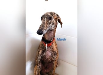 Malek geb. 03/2024 (ESP) - sozialer, ruhiger und zurückhaltender Galgo!