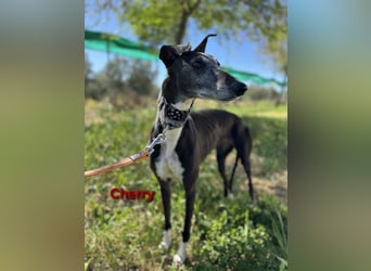 Cherry geb. 10/2021 (ESP) - wunderschöne, soziale Galga sucht ihre Menschen!