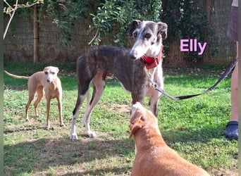 Elly geb. 07/2020 (in Deutschland) - liebevolle, verspielte Rauhhaargalga!