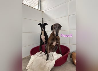 Pepa2 geb. 01/2015 (ESP) - sanfte, soziale Galga verdient endlich ein schönes Leben!