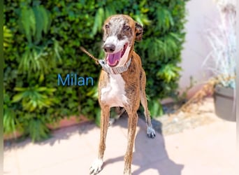 Milan geb. 06/2020 (ESP) - ausgeglichener, anhänglicher und sanfter Galgo!