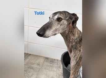 Totki geb. 06/2023 (ESP) - sanfter, feinfühliger Galgo der Herzen leise berührt!