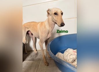 Zaimo geb. 10/2023 (ESP) - schüchterner, wunderschöner Galgo sucht erfahrene Menschen!