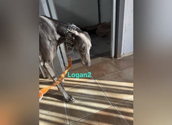 Logan2 geb. 01/2024 (ESP) - ausgeglichener und sozialer Galgo!