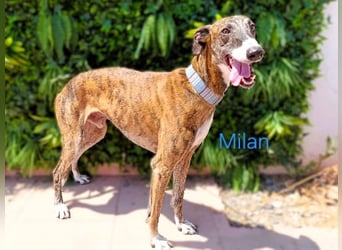 Milan geb. 06/2020 (ESP) - ausgeglichener, anhänglicher und sanfter Galgo!