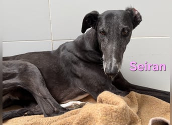 Seiran geb. 07/2019 (ESP) - liebevolle und ausgeglichene Galga sucht das Glück!