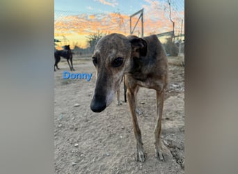 Donny geb. 04/2022 (ESP) - sanfter Galgo der so viel mehr verdient hat!