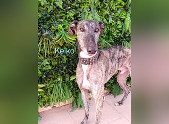 Keiko geb. 07/2020 (ESP) - liebevoller Galgomann sucht seine Familie!